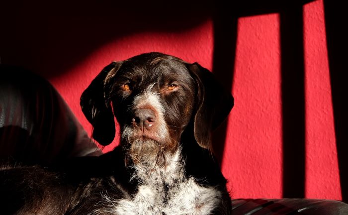 chien