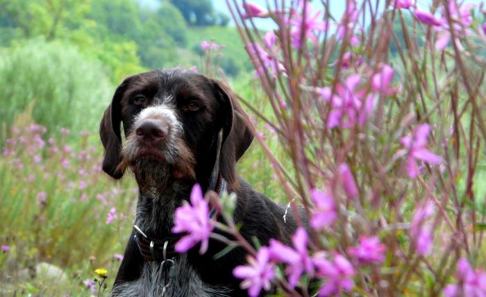 chien