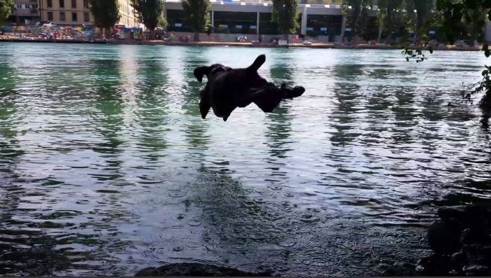 chien