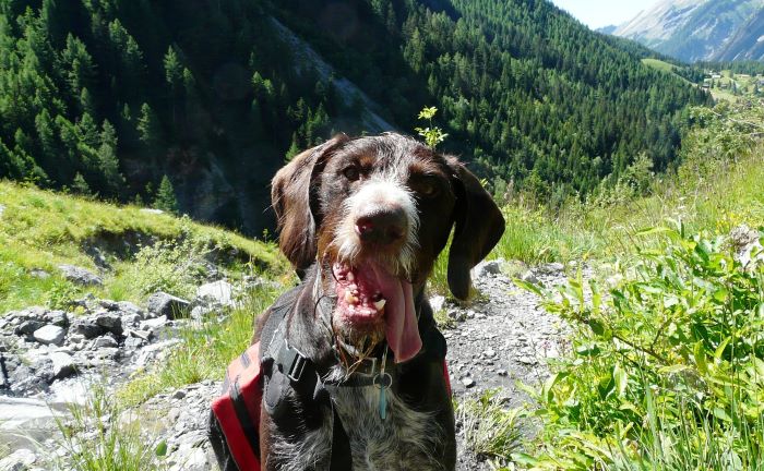 chien