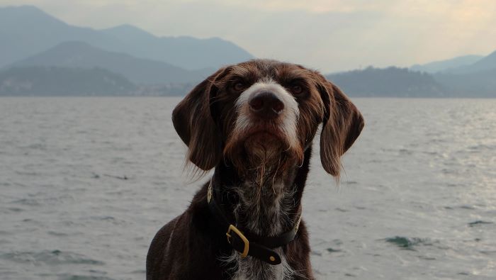 chien