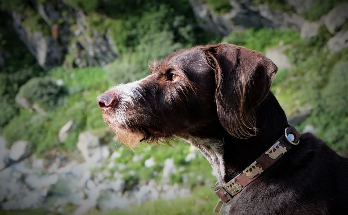 chien