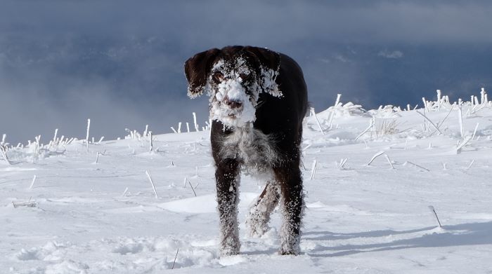 chien