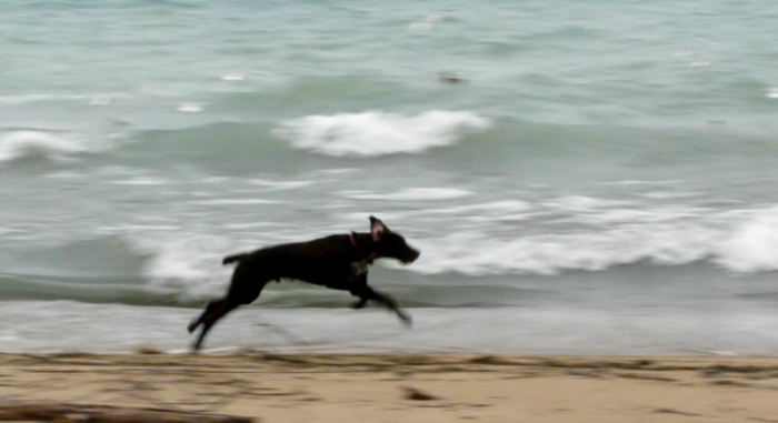 chien